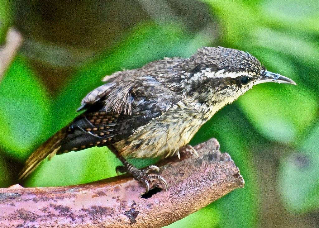 Carolina Wren juvenile by Butterflies & Birds Forever is licensed under CC BY-NC-ND 2.0